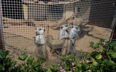 Las jaulas se acondicionaron y reforzaron para poder acoger a animales peligrosos. AFP