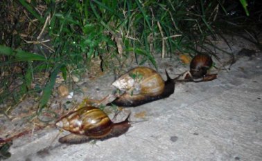 Estos animales se aprecian en las calles. Cortesía