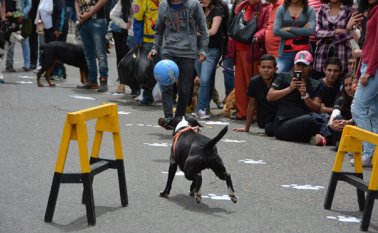 La Policía ofreció un acto especial con los caninos antinarcóticos y explosivos. Roberto Ospino