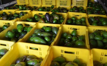 El aguacate se produce en más de 15 departamentos de Colombia Archivo