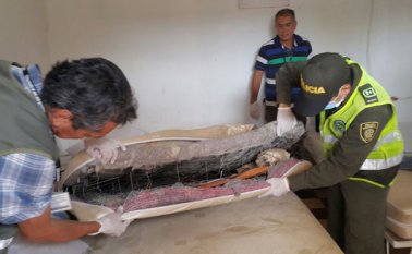 Los administradores no solo violaban esta norma sino que además eludían requisitos como el certificado de Cámara y Comercio. Orlando Carvajal