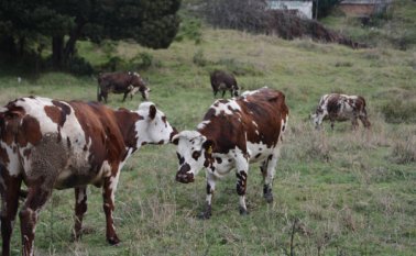 Los ganadores de las regiones suroccidente y suroriente se reunieron en Chinácota para mejorar los canales de comercialización de la leche. Roberto Ospino