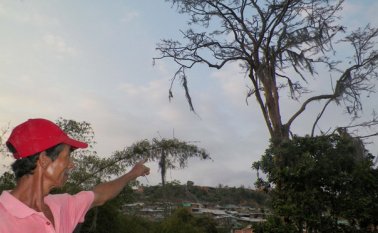 Las raíces del árbol fueron taladas. El tronco se secó y amenaza con derrumbarse. Desde enero se presenta la situación y ninguna autoridad ha atendido el caso. Javier Sarabia