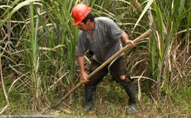 Los cañicultores de El Zulia están inmersos en una profunda crisis, debido a las deudas adquiridas con los bancos, las facturas sin pagar de Cazta y el cierre de la frontera. Archivo