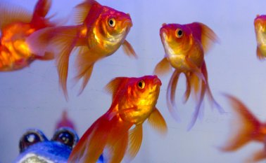 Luis Alfredo Estévez