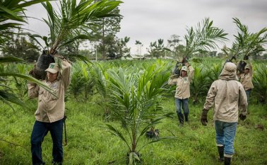 La palma con 32.013 hectáreas sembradas y el café con 26.829 hectáreas lideran las cifras. Sin embargo, cultivos como los de cacao, maíz y plátano, también tienen una presencia importante. Archivo