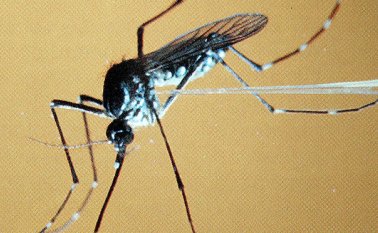 Río de Janeiro ha sido uno de los estados de Brasil con un más casos del zika, dengue y chikunguña, enfermedades transmitidas por el mosquito Aedes aegypti. Colprensa