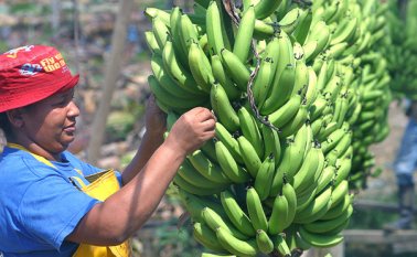 Agricultores de Colombia, a diferencia de otras ocasiones, esta vez sí están de acuerdo con el TLC con Corea. Colprensa