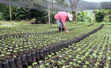 El ministro de Salud se comprometió a ayudar a esta comunidad en la asesoría jurídica para la solicitud de licencias relacionadas con desarrollos agroindustriales a base de cannabis. Colprensa