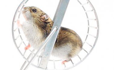 Estos son algunos pasos importantes para el cuidado de un hámster. Tomada de Internet