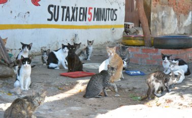 Así luce el antiguo mercado de El contento. Los gatos son sus residentes. Edinsson Figueroa