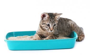 Los gatos se caracterizan por ser muy aseados y siempre buscar un sitio para sus necesidades. Internet