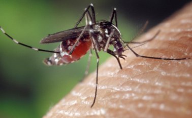 Los mosquitos de los géneros Phlebotomus (en Asia, Europa y África) y Lutzomyia (en América) son algunos de los vectores de transmisión de leishmaniasis. Archivo