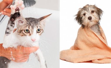 Blog.likepet.me y Petattack.com