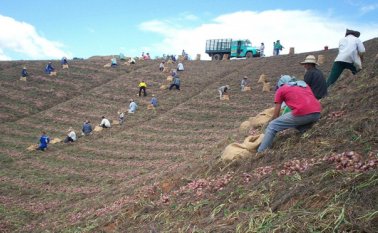 Inicialmente se cultivarán 80 hectáreas de cebolla ocañera. La meta es dinamizar nuevamente este mercado que en el pasado dio buenos frutos para la economía de los campesinos de la Provincia. Archivo