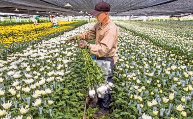 La medida anunciada por el ministerio de Trabajo de Venezuela no establece cual será el mecanismo para que las empresas públicas y privadas cedan la mano de obra que necesite el Estado para el trabajo agrícola. Archivo