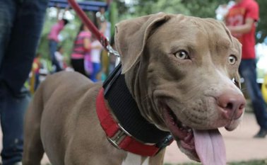 Los participantes se movilizarán desde el centro comercial Ventura Plaza hasta el Teatro Las Cascadas de El Malecón. Asociación Cúcuta Pitbull Club