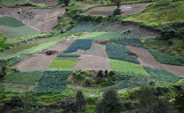 El negocio verde más avanzado en Norte de Santander se gesta en Mutiscua con la producción de verduras y de hortalizas. Rodrigo Sandoval