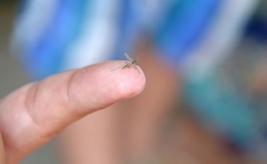 Investigadores se concentraron en las células destinadas a convertirse en neuronas, el equivalente de las células madre para el cerebro. Archivo La Opinión