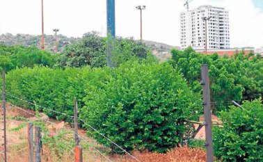 Este predio que colinda con la Diagonal Santander hace parte de las 10 áreas de cesión. La Opinión