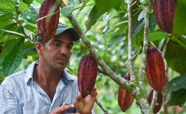 Según la unidad de planificación rural, en el país hay aproximadamente 21 millones de hectáreas aptas para el cultivo del cacao. Archivo