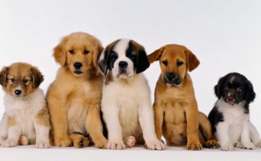 Los cachorros tienen cuidados especiales,aquí les contamos cuales son. Tomada de Internet