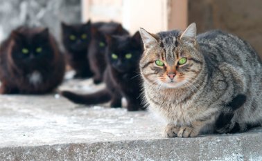 Internet | Referencial