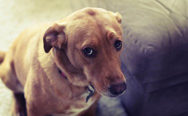 Los perros usan el hemisferio izquierdo para procesar las palabras que escuchan. Internet | Referencial