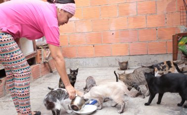 Zusele González alimenta, cuida y esteriliza, con sus propios medios, a los gatos que ha recogido y rescatado de la calle, además, a algunos que van llegando de otras partes. Obando