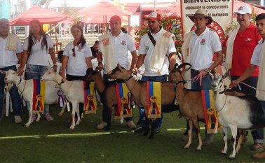 Docentes del programa de Zootecnia y del Departamento de Pecuaria se presentaron en la Feria Ganadera con sus mejores caprinos. Daicy Echeverry