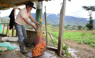 En los cultivos de café, frutas y verduras hay déficit de recolectores para las temporadas de cosechas. Archivo La Opinión