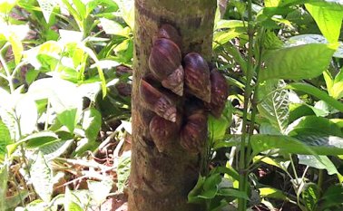 Se evidencian la presencia de esta especie en Soledad, Baranoa, Polonuevo y el sector de Villa Campestre, en Puerto Colombia. Colprensa