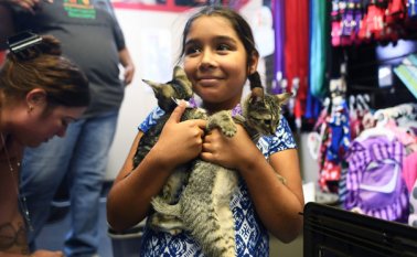 La pequeña Scarlett Banks, de nueve años, abrazaba con desolación a los seis gatitos de una camada que adoptó por tres días porque no podía quedárselos. AFP