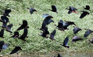 De acuerdo con los cálculos de Mincomercio, en promedio un tour para observar aves puede costar 310 dólares por día. Archivo