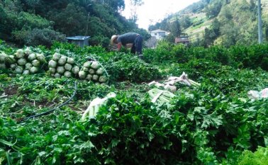 Los cultivadores de Mutiscua están agobiados por los precios bajos que no compensan la inversión que hacen las familias campesinas para cosechar. Archivo