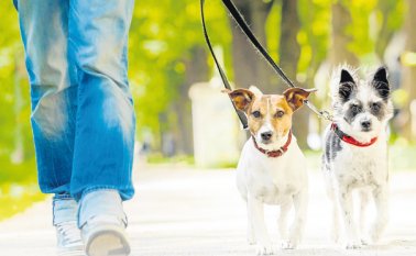 Los humanos también tienen muchos beneficios por sacar a sus mascotas a pasear. Tomada de Internet