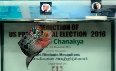 Las tres veces, el pez escogió el recipiente con la fotografía de Donald Trump. AFP