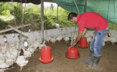 Se espera que el encasetamiento de aves aumente por lo menos un 30% en 2017, impulsado por el buen comportamiento de la producción y las ventas de este año. Archivo La Opinión