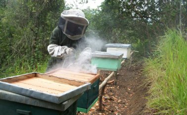 Los equipos de manipulación y protección entregados permitirán a los apicultores mejorar y actualizar sus herramientas de trabajo. Archivo La Opinión