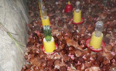 Para el montaje de los galpones las mujeres recibieron asesoría de parte de técnicos de la Secretaría de Desarrollo de Norte de Santander. Javier Sarabia