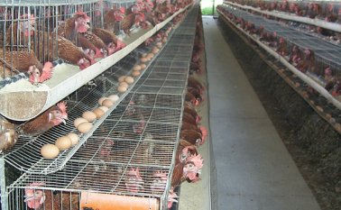 Según cifras de Fenavi, la producción de huevo creció 4,9% y la de pollo subió 3,8% en el tercer trimestre del año. Archivo La Opinión