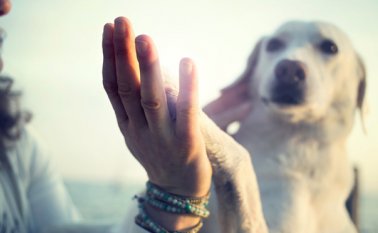 Recientes estudios ponen a prueba la memoria episódica en los perros. Advantix.es