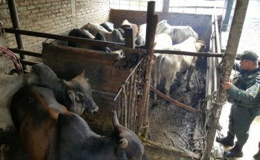 Cuatro personas han sido detenidas por este delito. Policía