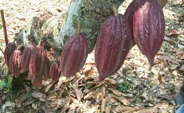 La comunidad espera retomar este cultivo, fundamental en la recuperación de suelos y la identidad del pueblo de Catatumbo. Policía