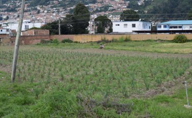 En el Iser se están implementando medios naturales para combatir las plagas en cultivos de hortalizas. Roberto Ospino