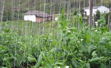 La vereda Monteadentro se destaca por el cultivo de arvejas en la Provincia de Pamplona. Archivo
