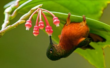Colibrí. Colprensa