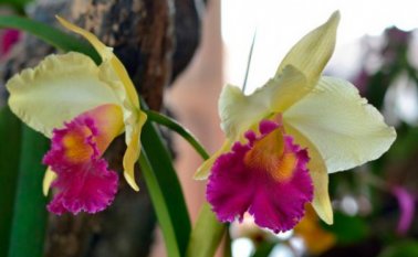 El nombre científico de estas plantas es Orchidaceae.  Colprensa