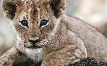 Son leones mutilados que perdieron sus garras en trampas montadas por cazadores furtivos. AP