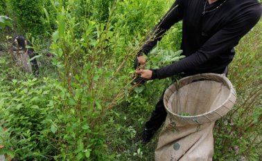La presencia de cultivos ilícitos a los alrededores del lugar en el que se instalaría la zona veredal de Caño Indio, en Tibú, ha dificultado avanzar con la adecuación del terreno en el que se concentrarán las Farc. Archivo
